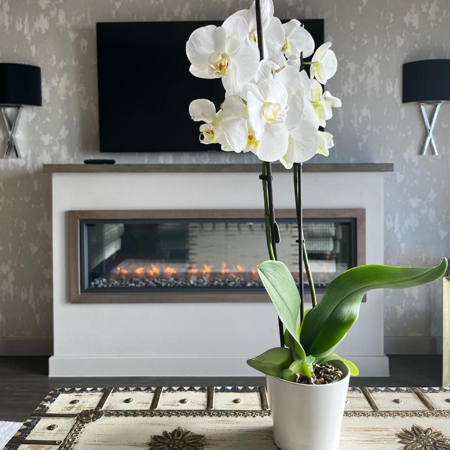 Boulevard Hotel Blackpool Luaran gambar A white orchid in a living room